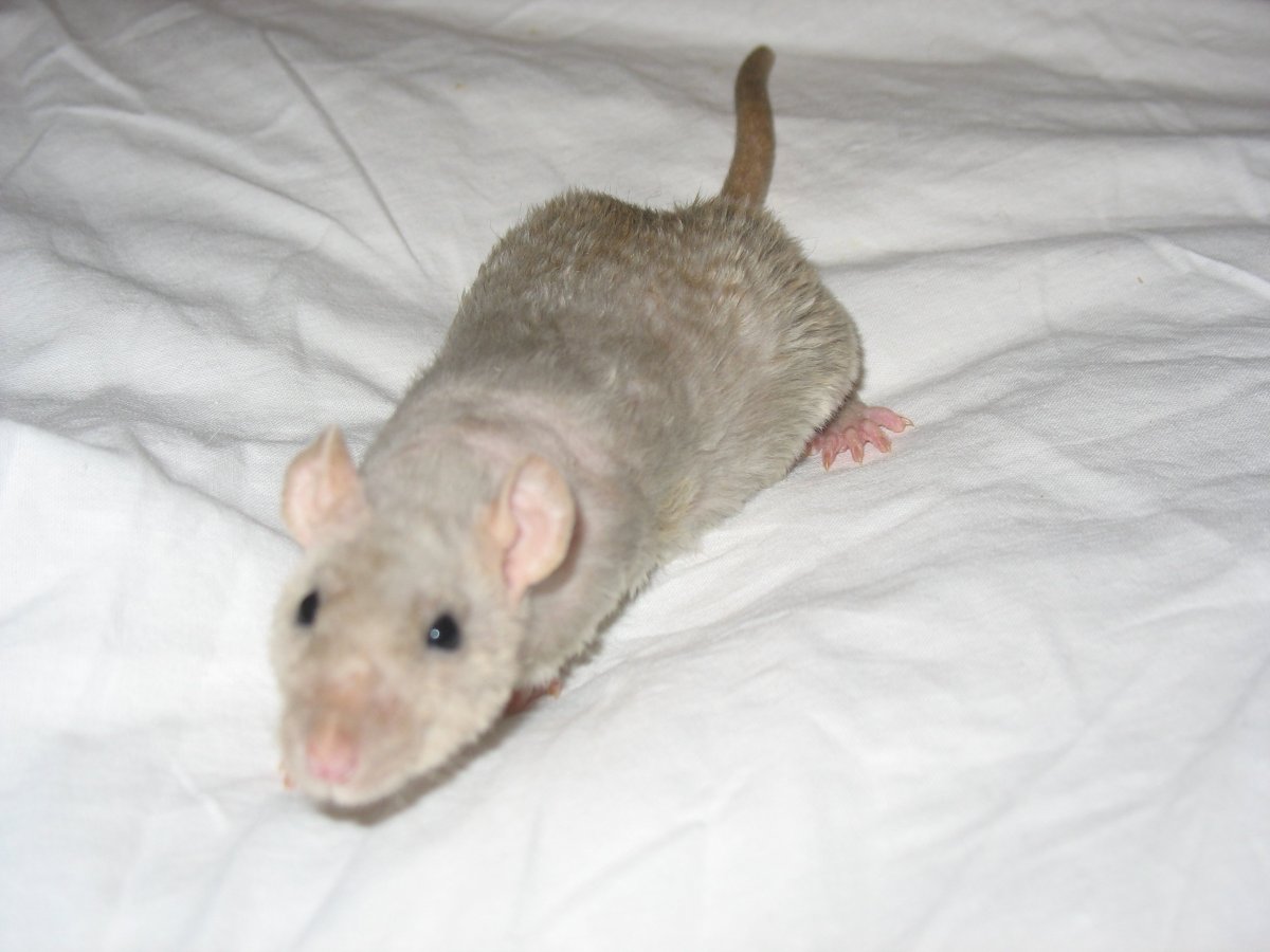 Голубой агути рекс крыса