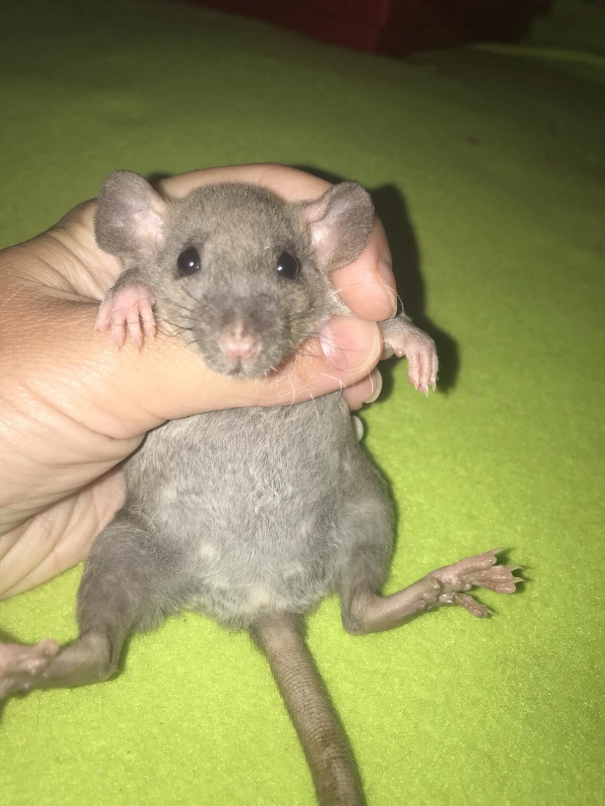 Длинные домашние Грызуны