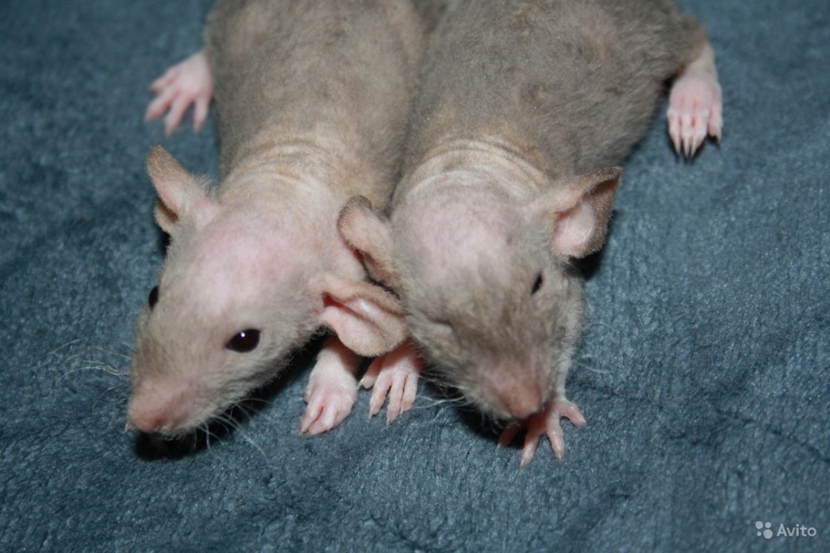 Крыса сфинкс Дамбо рекс