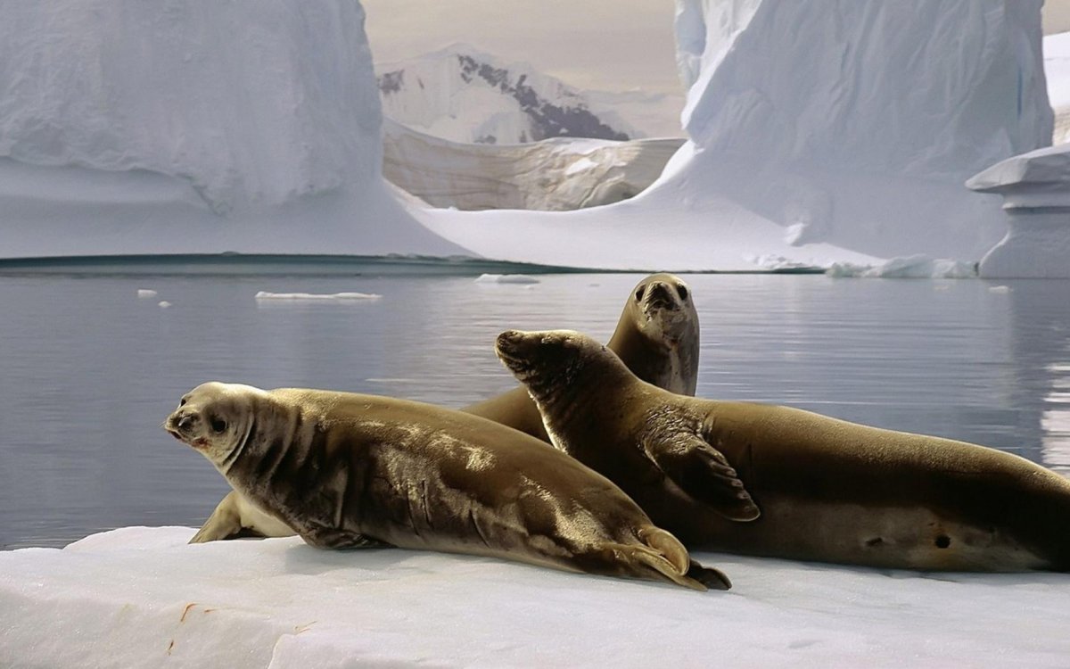 Морские тюлени в Антарктиде