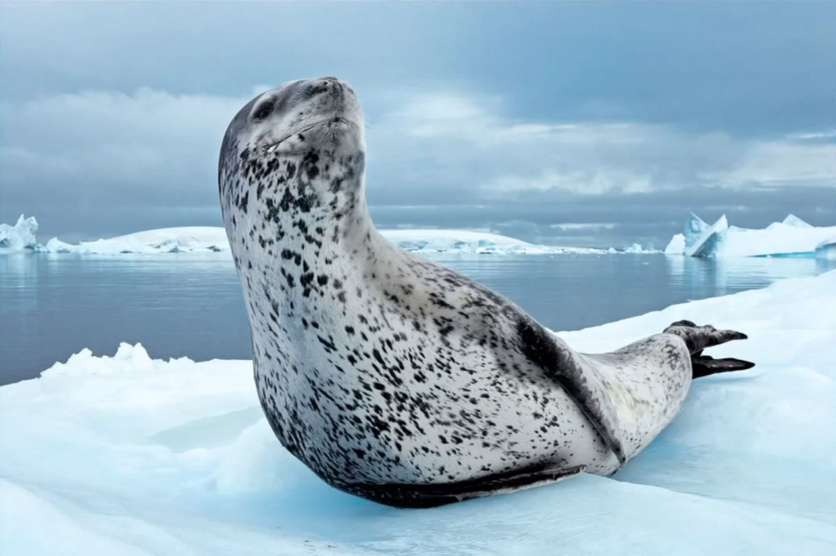 Морские леопарды в Антарктиде