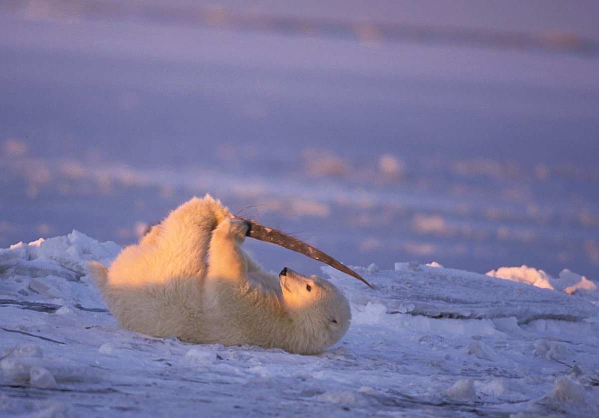 Обитатели Северного полюса