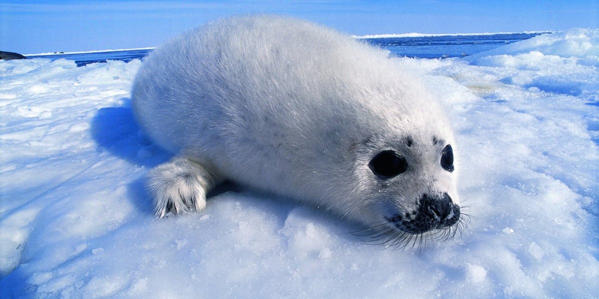 Нерпа Снежногорск