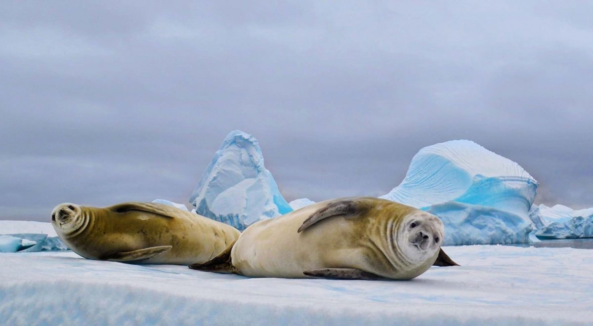 Антарктида (материк) тюлень