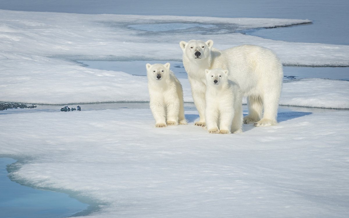 Белый медведь (Лаптевская популяция)
