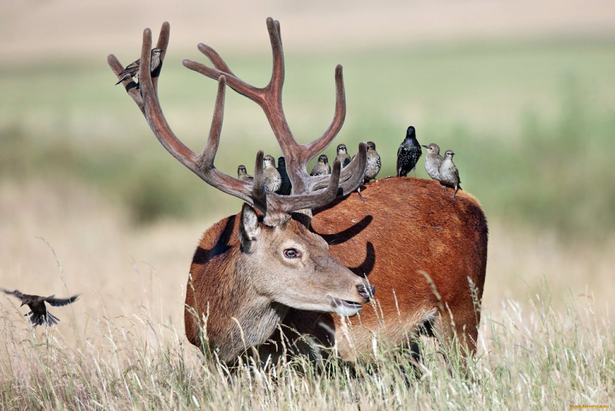 Олень с птичками на рогах