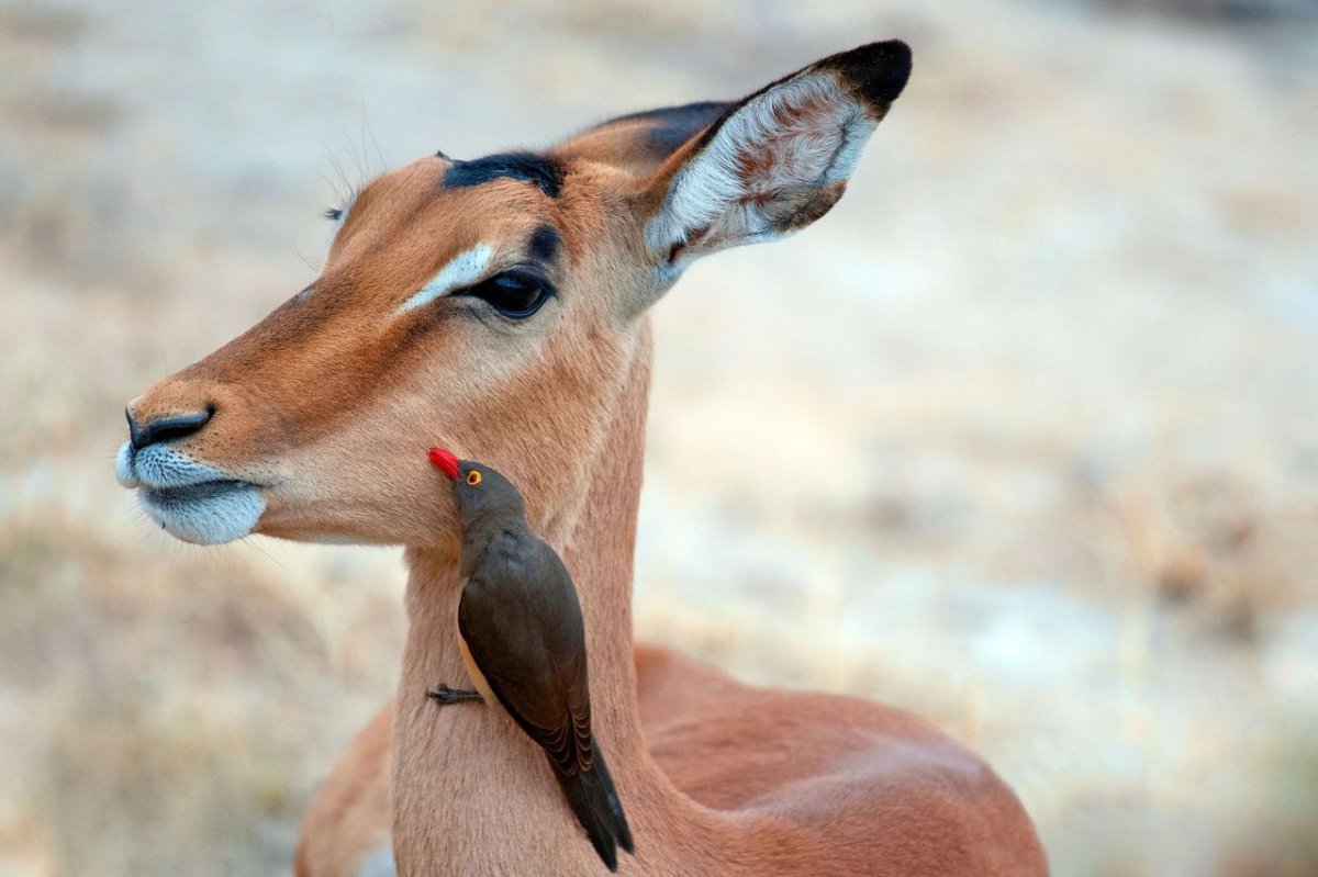 Симбиоз оленя