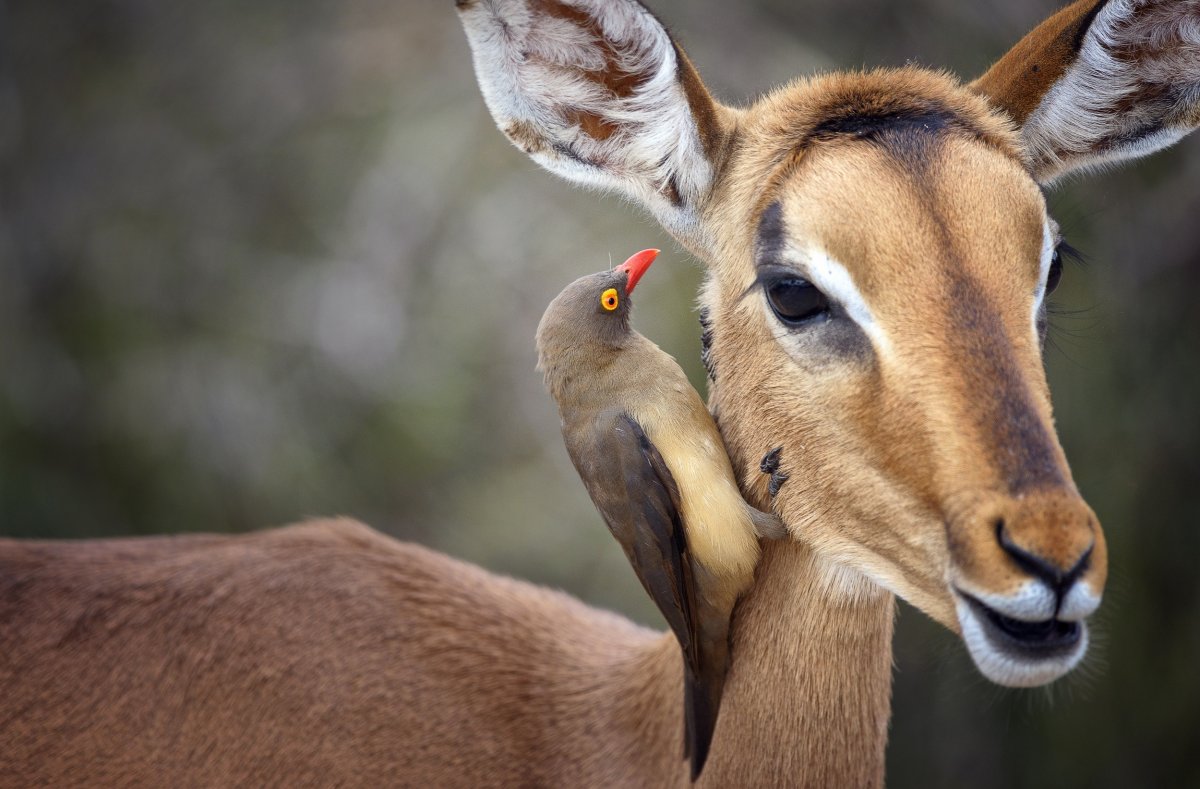 Симбиоз оленя