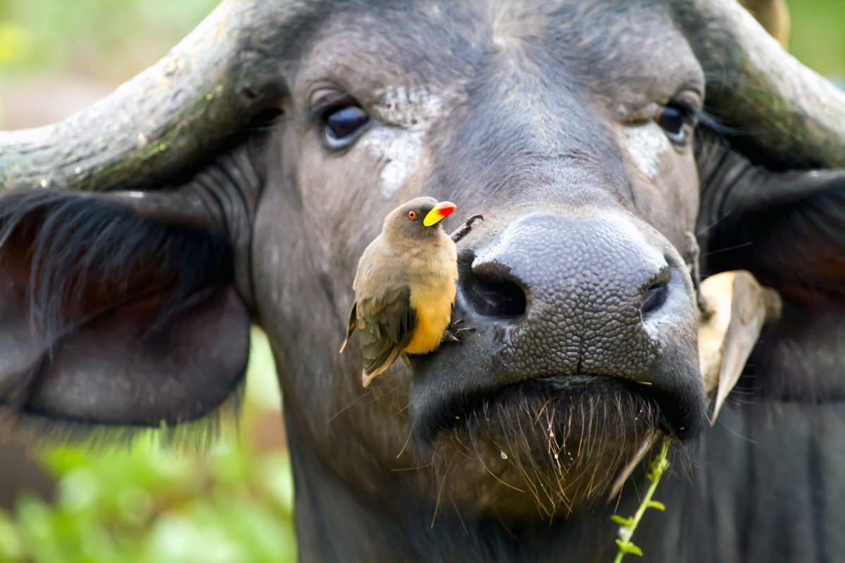 Скворцы и Буйволы