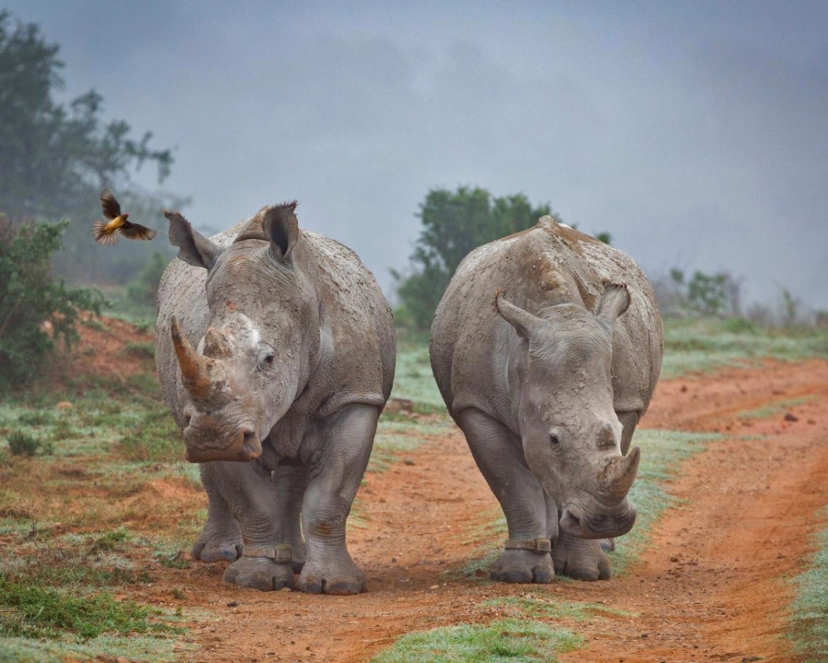 Воловьи птицы и носорог