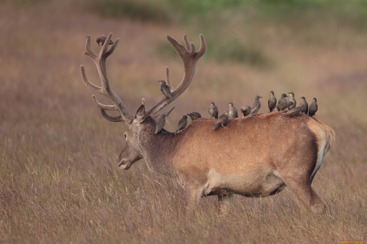 Симбиоз оленя