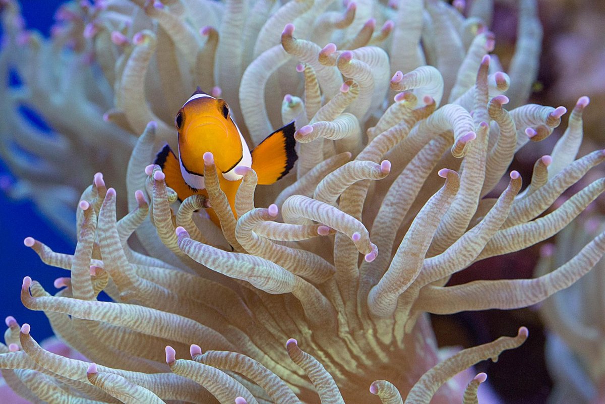 Рыба клоун и актиния