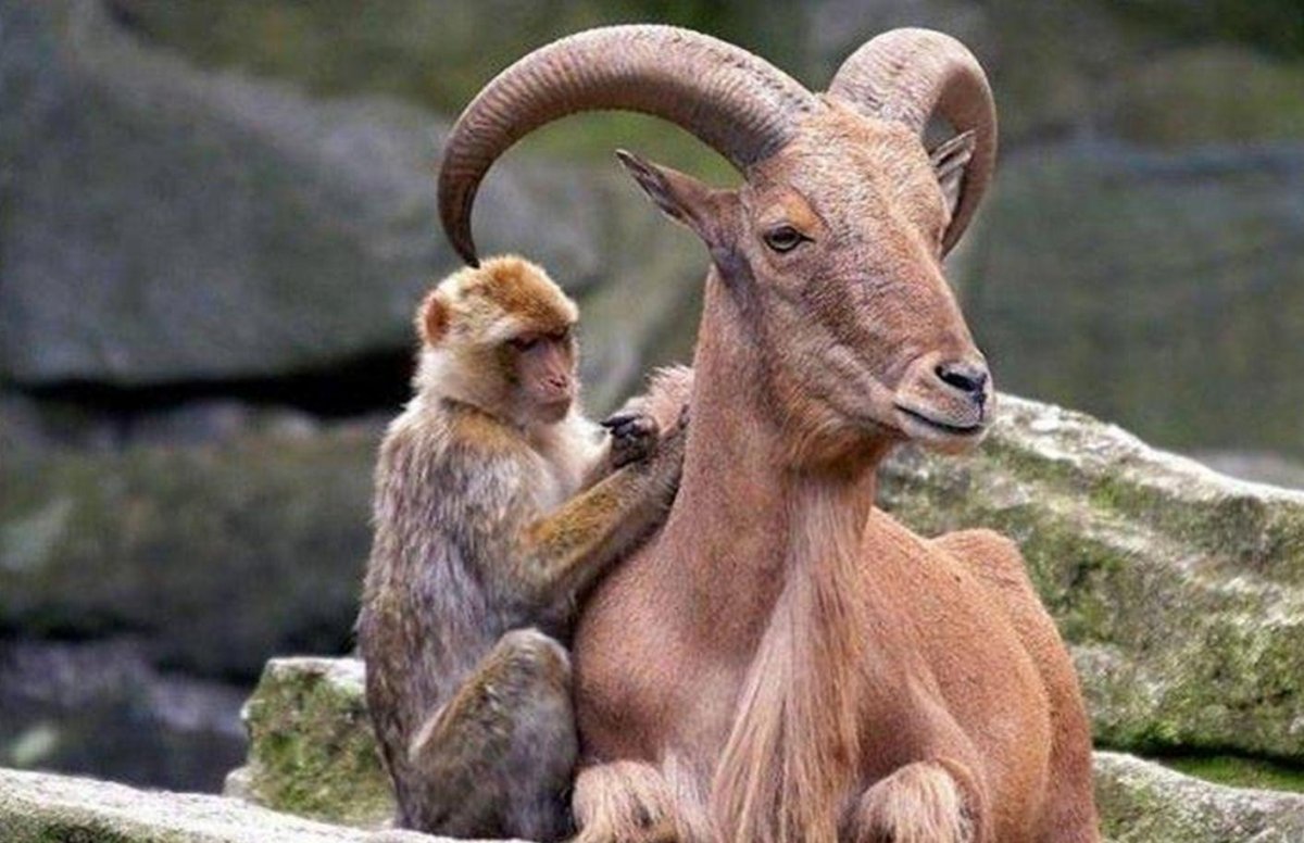 Симбиоз животных