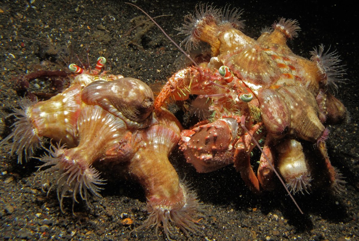 Актинии и рак-отшельник