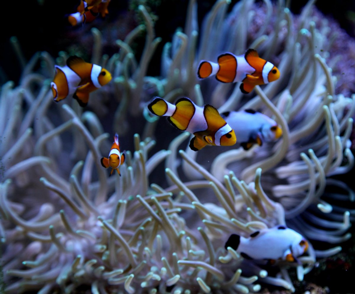 Рыба клоун и актиния