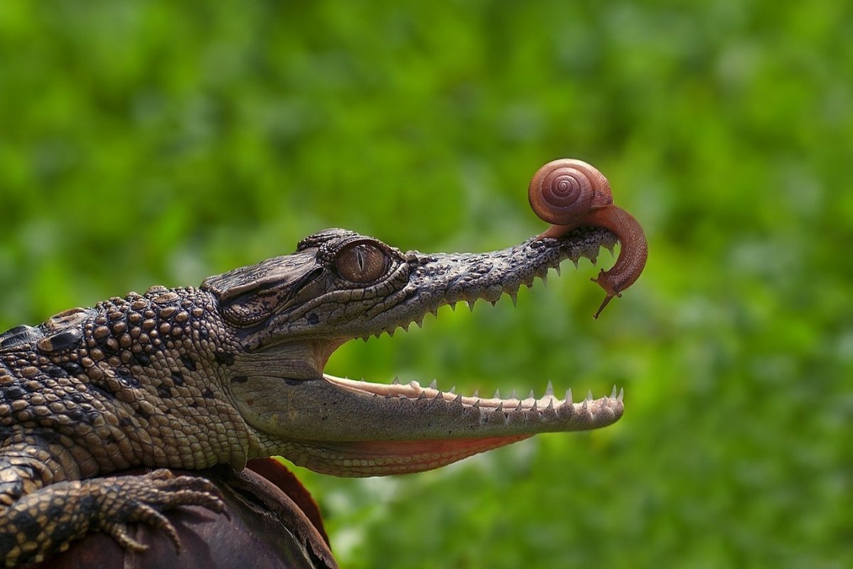 Крокодил и птичка Тари симбиоз