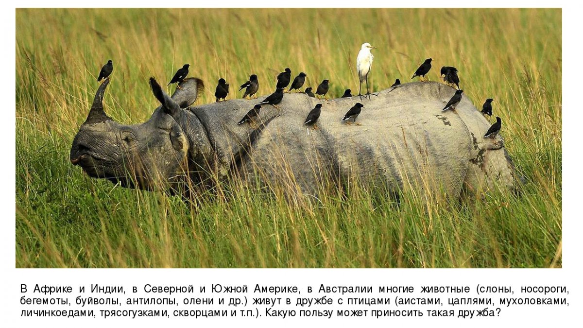 Комменсализм носорог