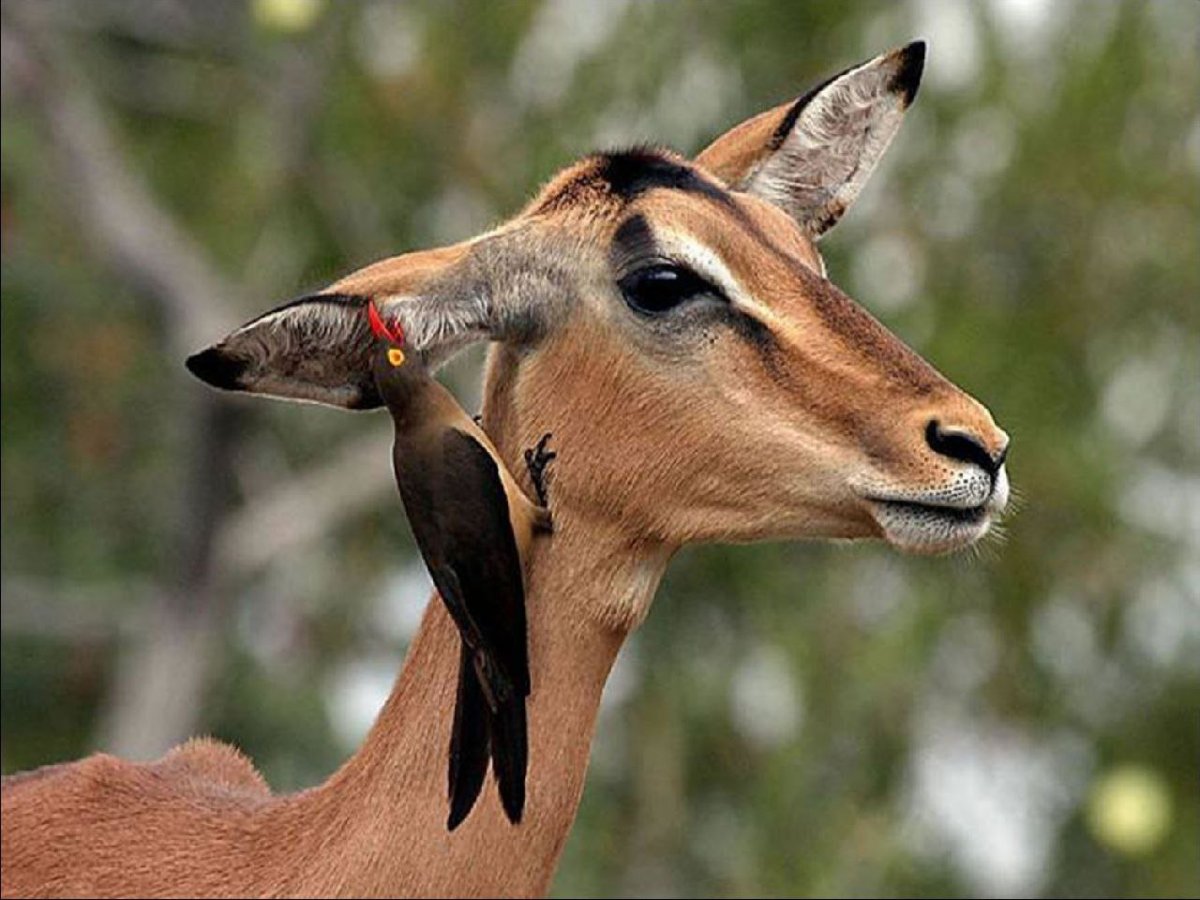 Симбиоз животных