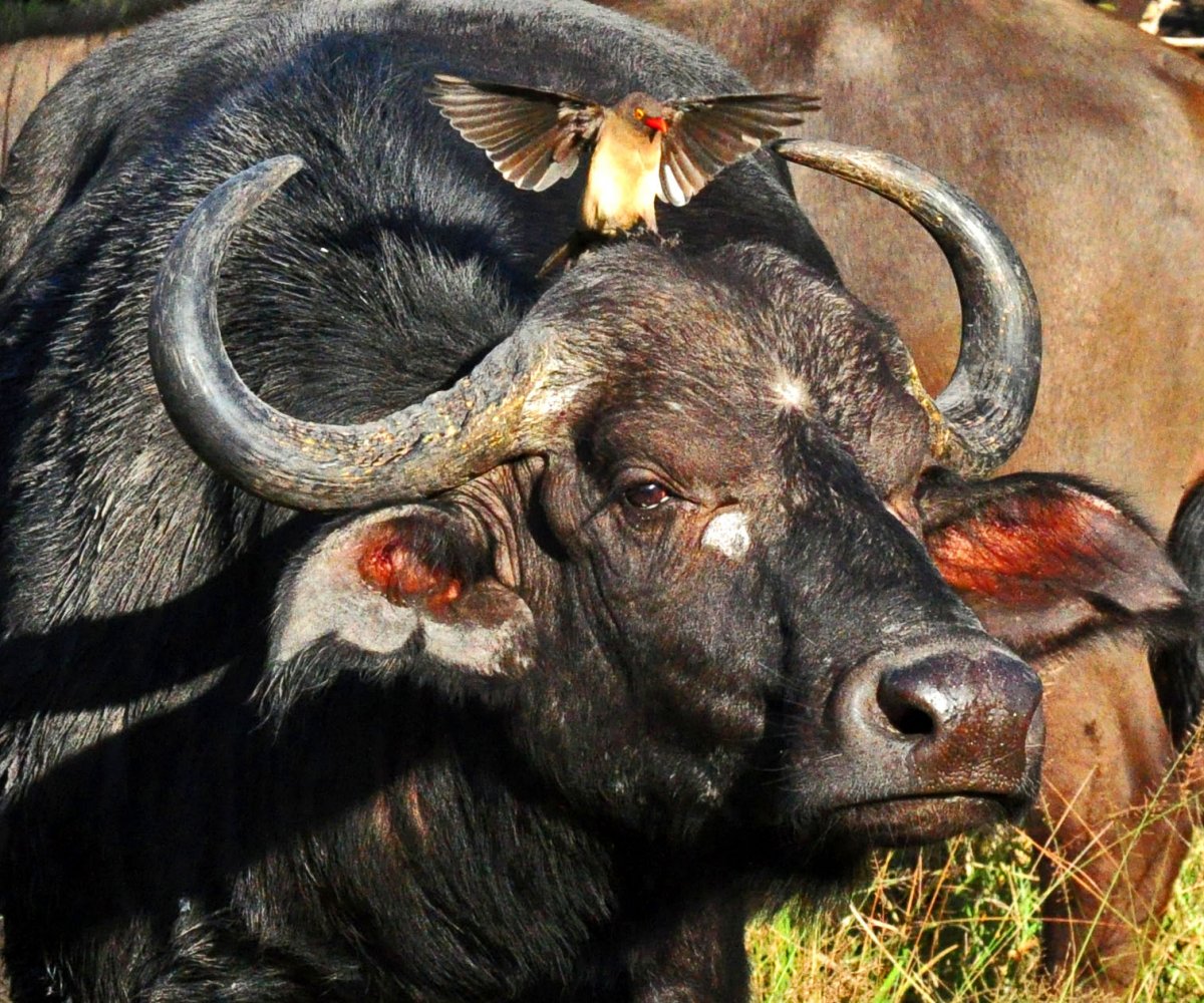 Симбиоз Буйволы и