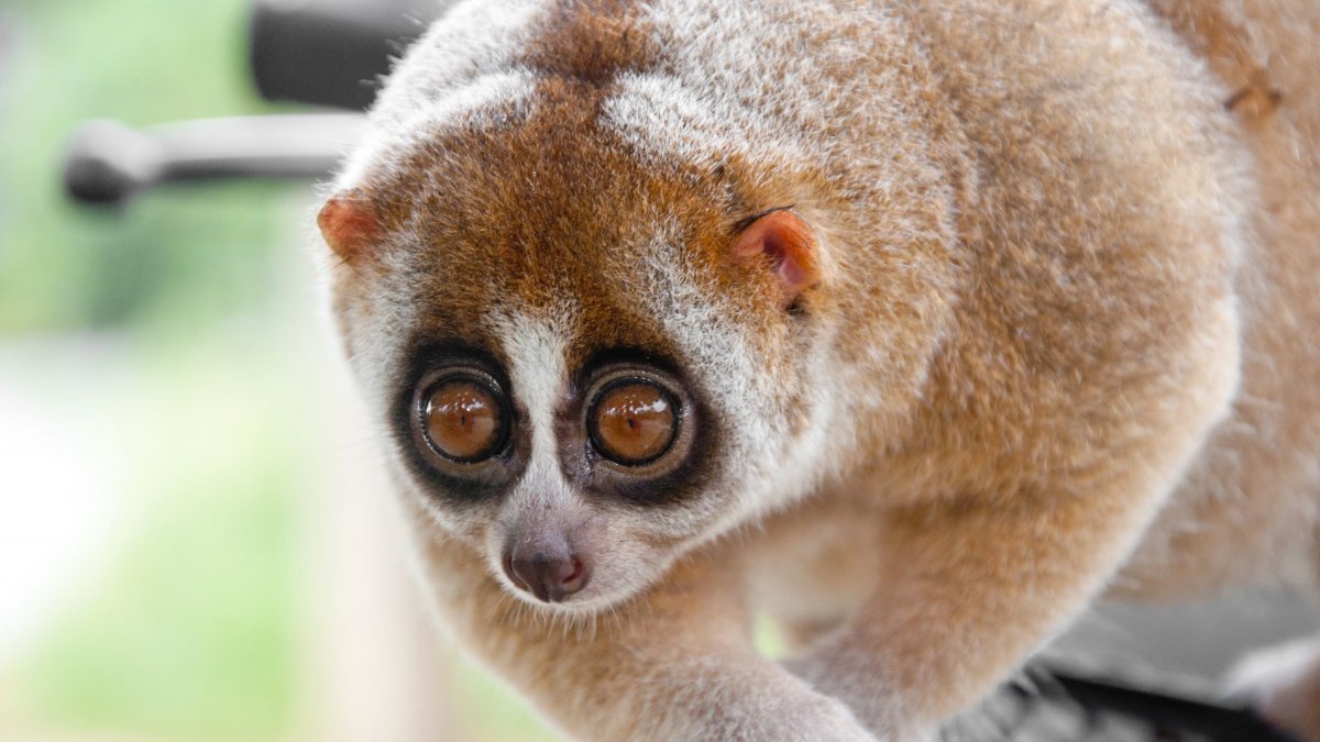 Морж и тюлень