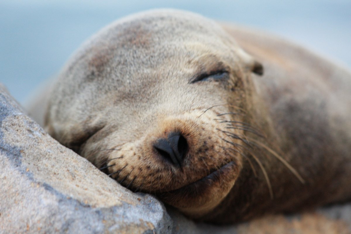 Отпечаток носа собаки