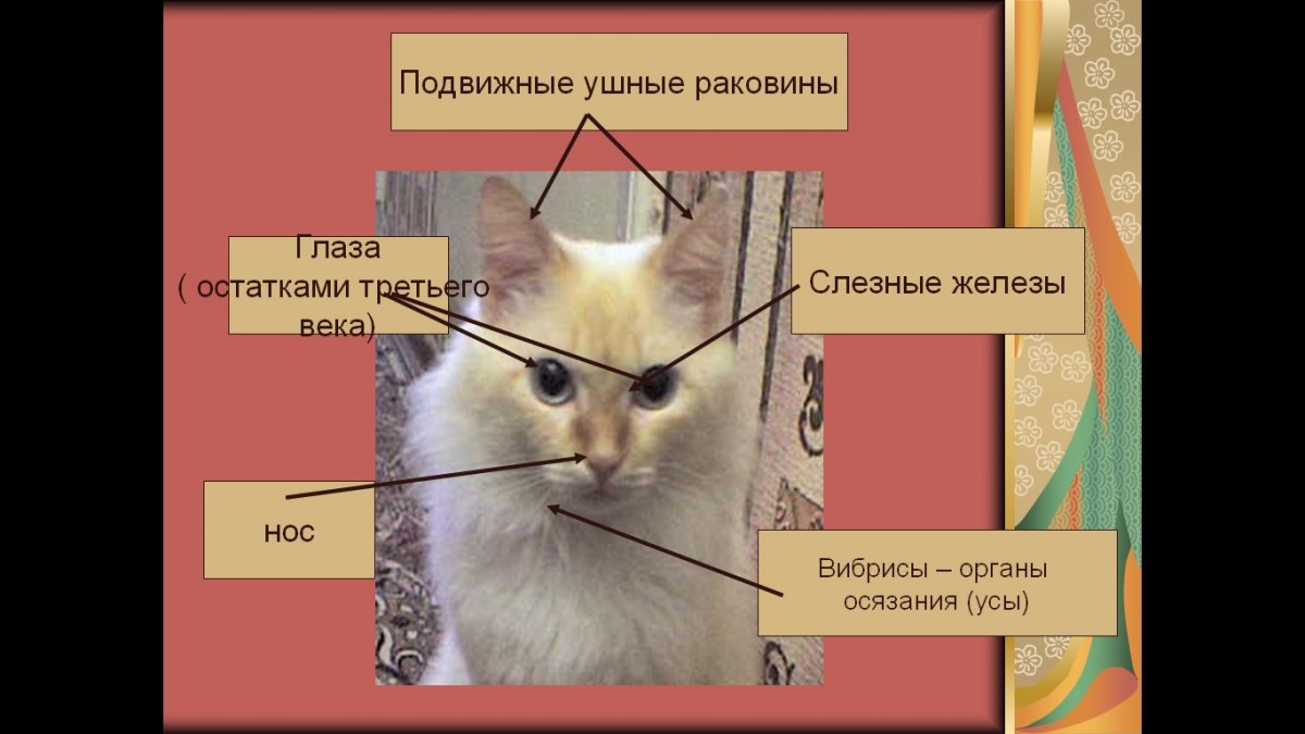 Мир глазами животных презентация 3 класс