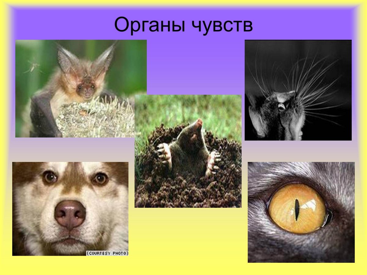 Животные и органы чувств