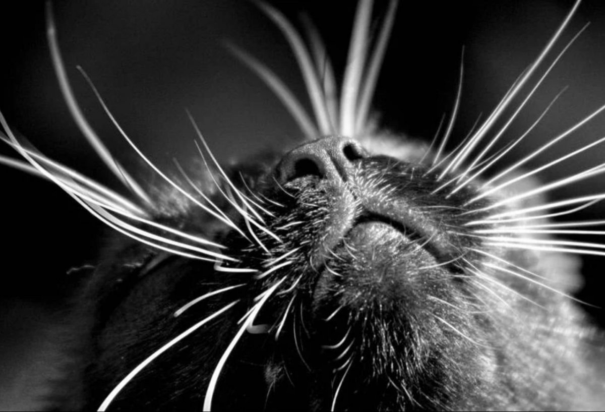 Усы кошачьи