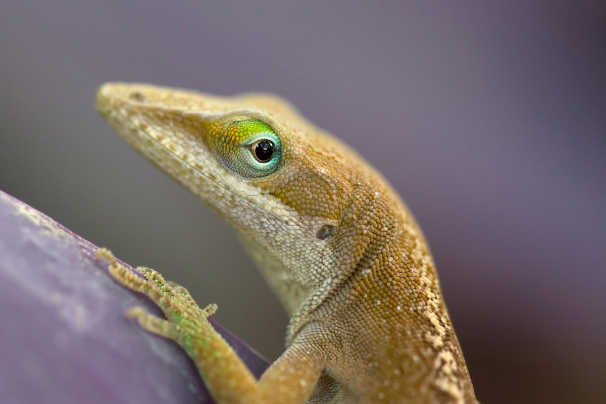 Класс млекопитающие органы чувств