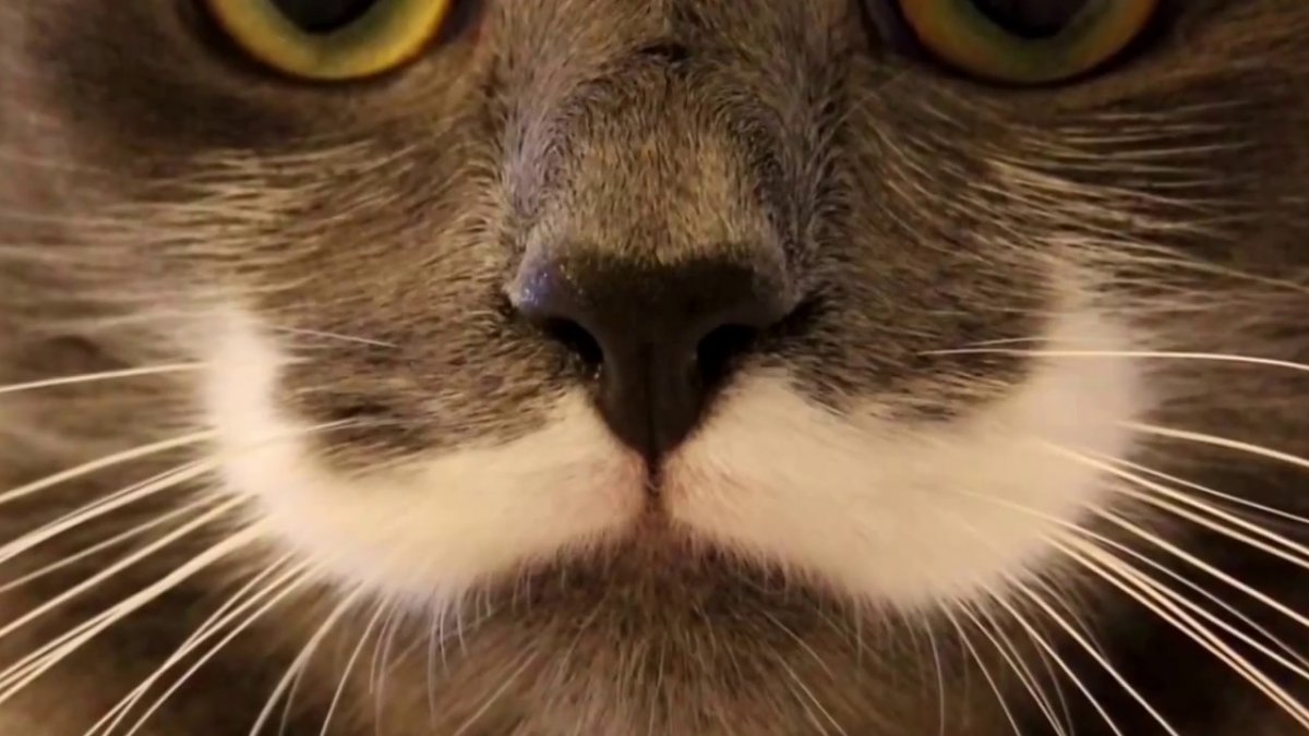 Усики кошки