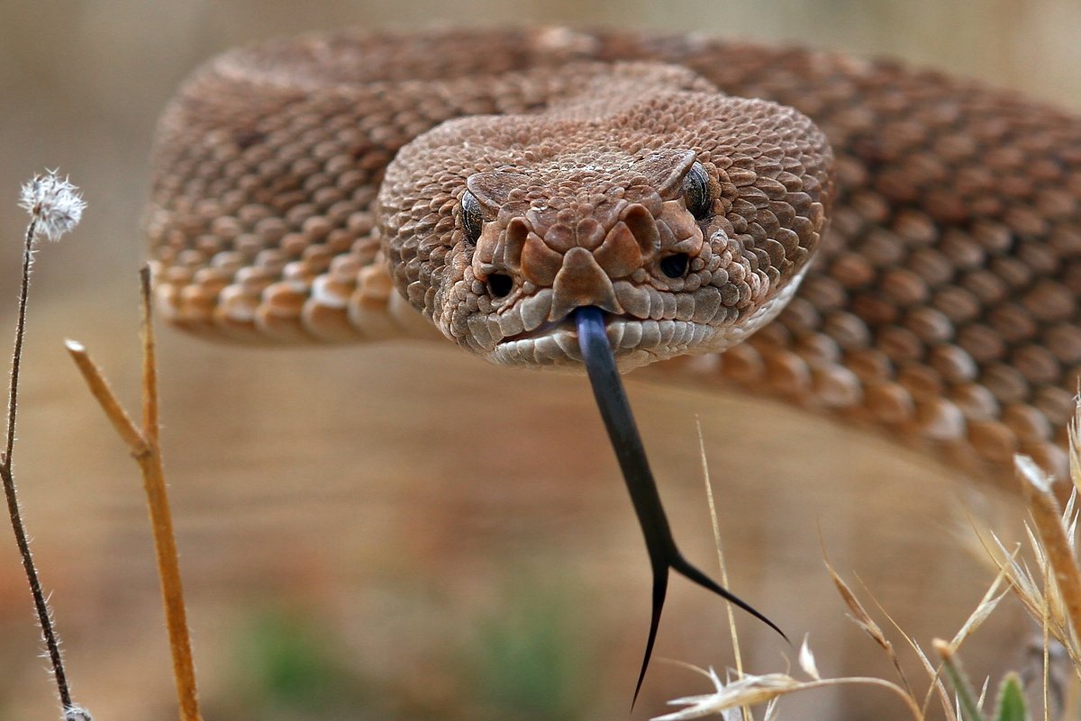 Крокодиловый Варан глаза