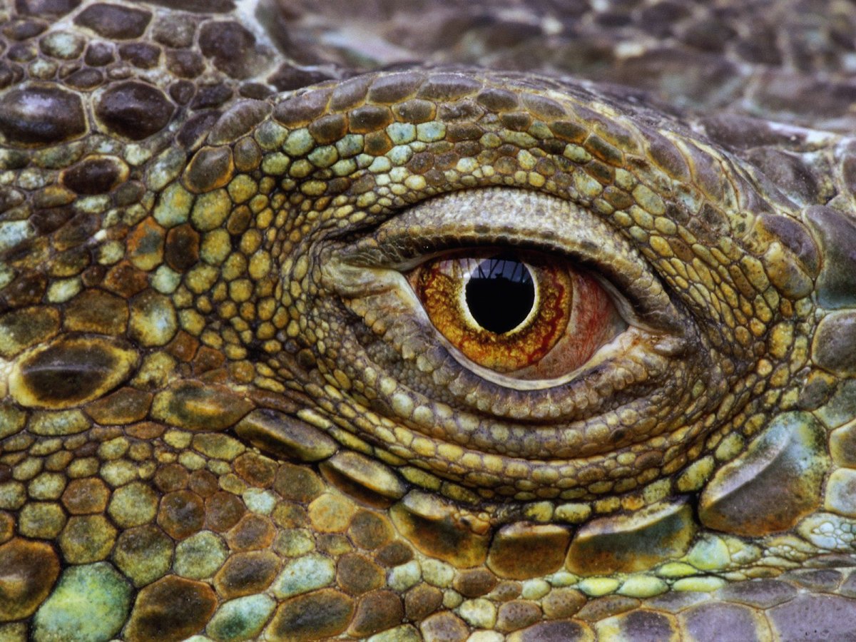 Простые глаза у животных это