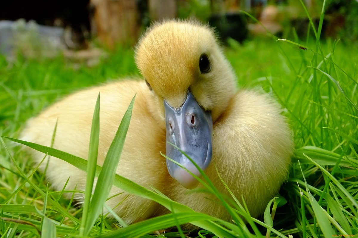 Милые уточки