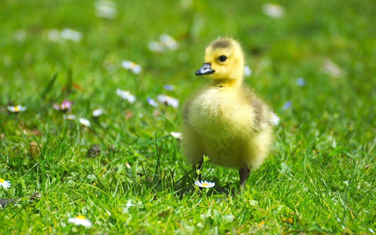 Маленькие гусята