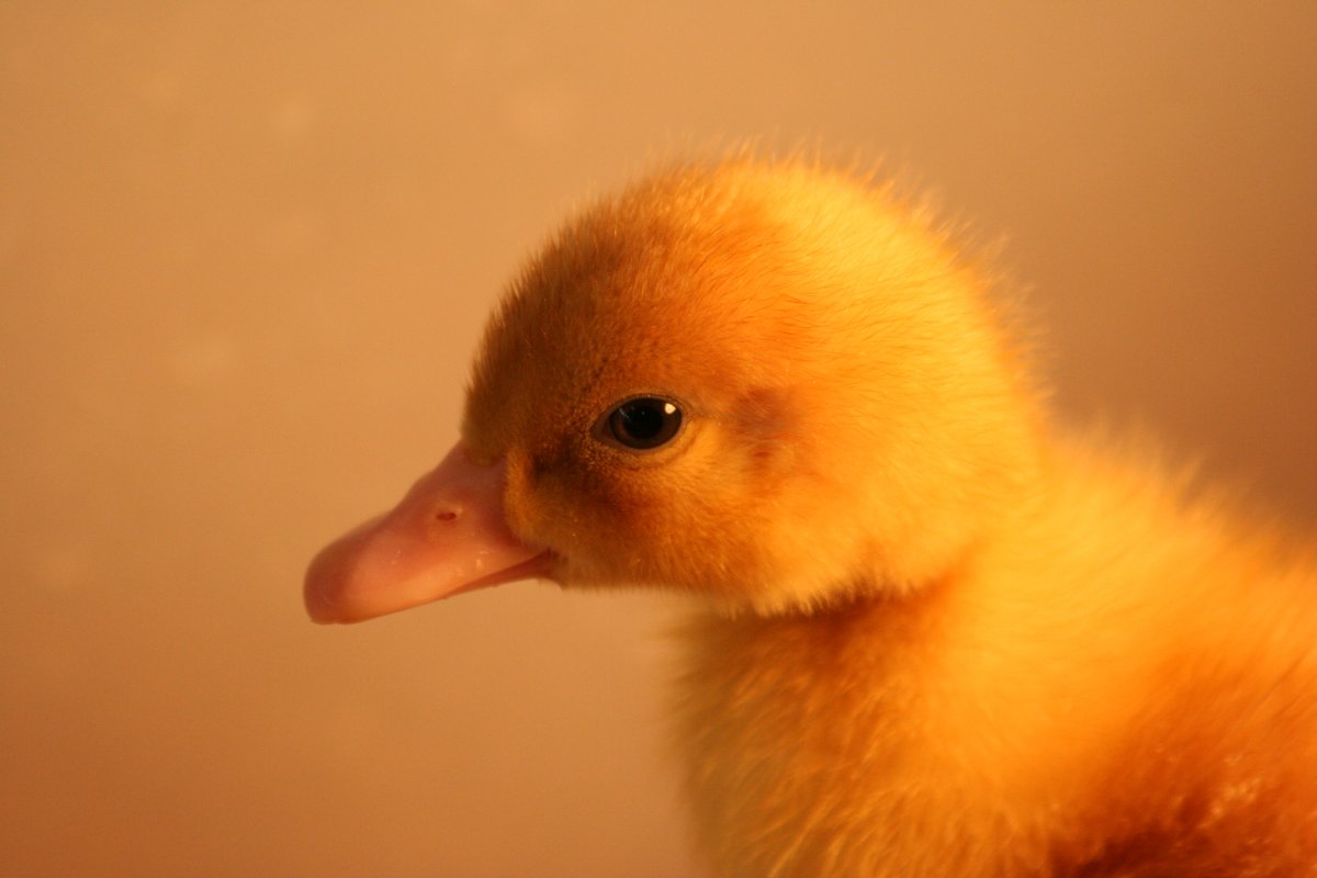 Эстетика уточек
