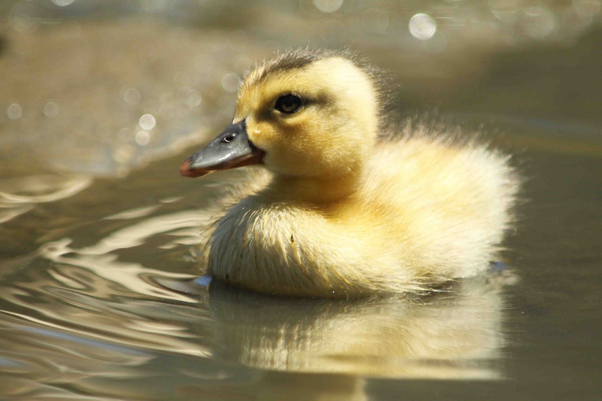 Желтый утенок