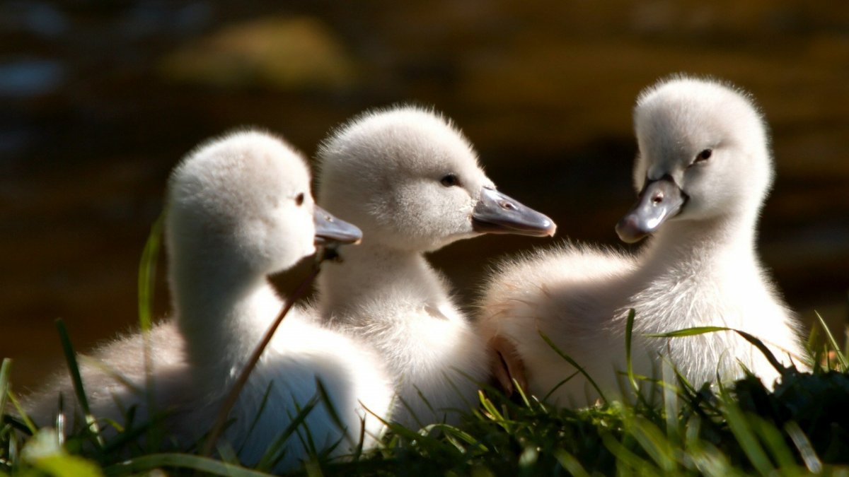 Птенец лебедя и птенец утки