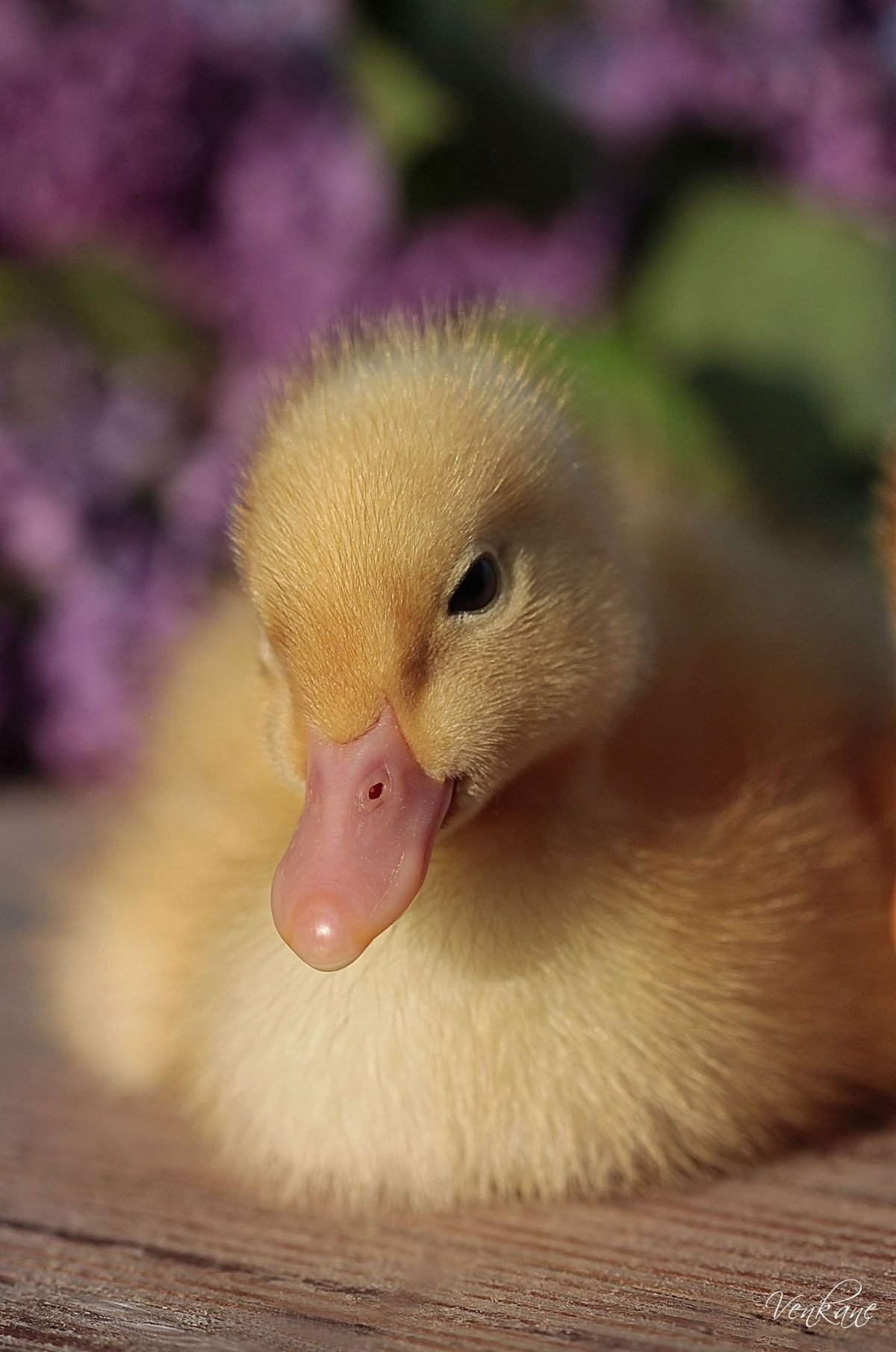 Маленькие уточки