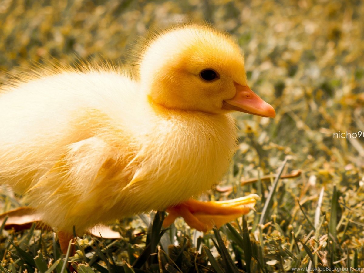 Утка желтая Живая