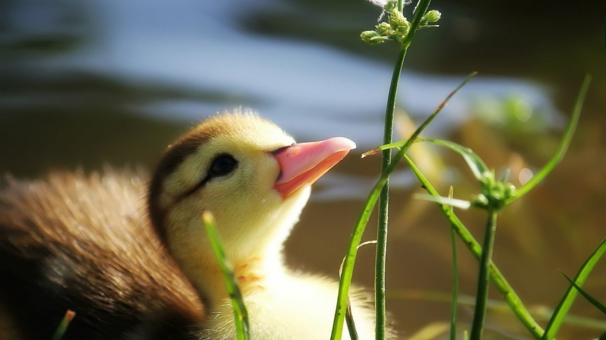 Милые уточки