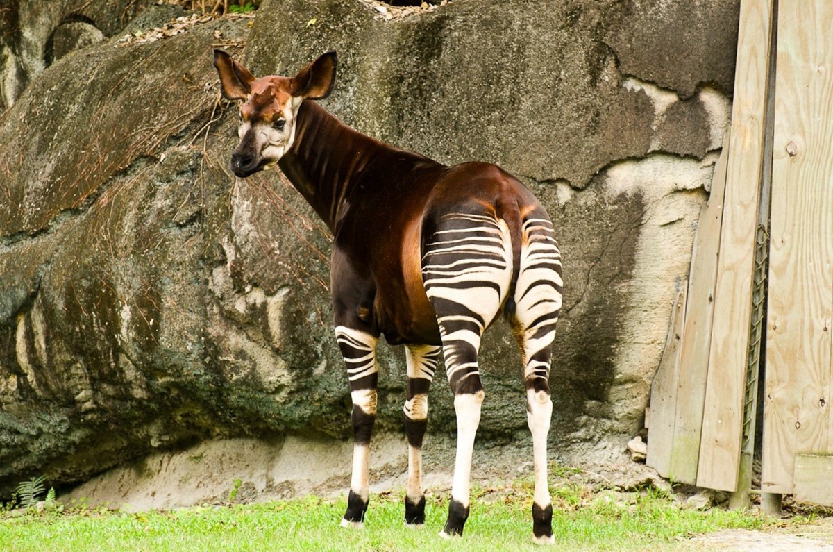 Окапи в Африке