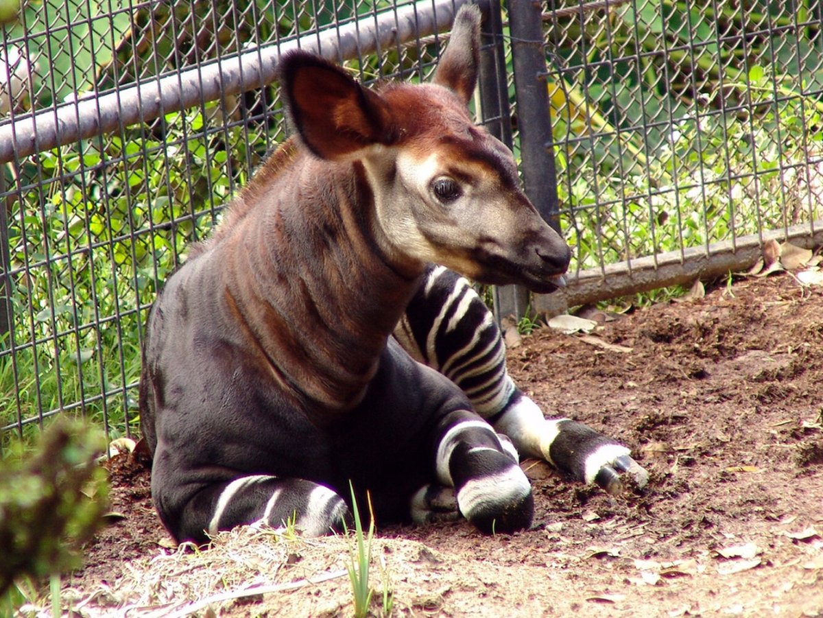 Карликовый Жираф окапи