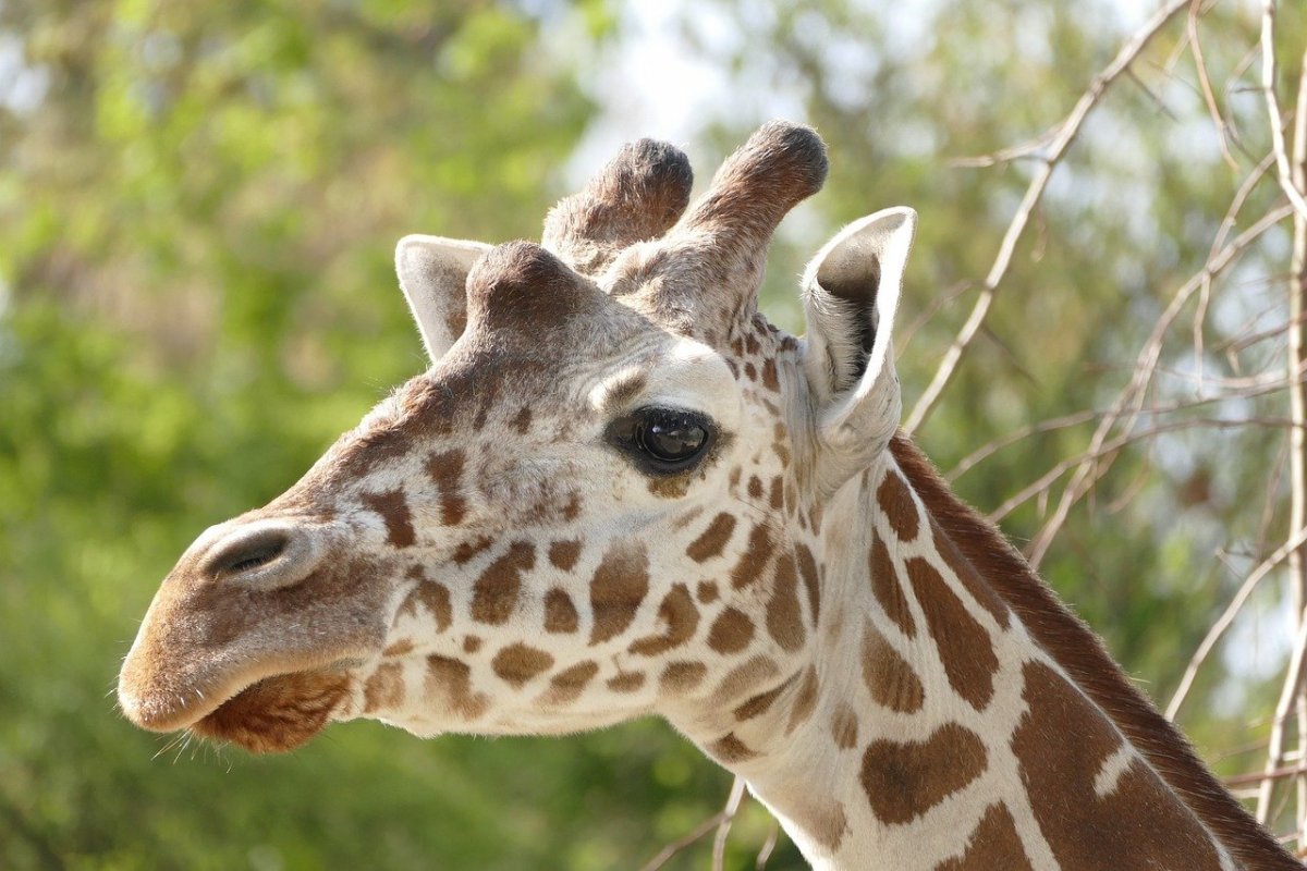 Бебжанский национальный парк животные