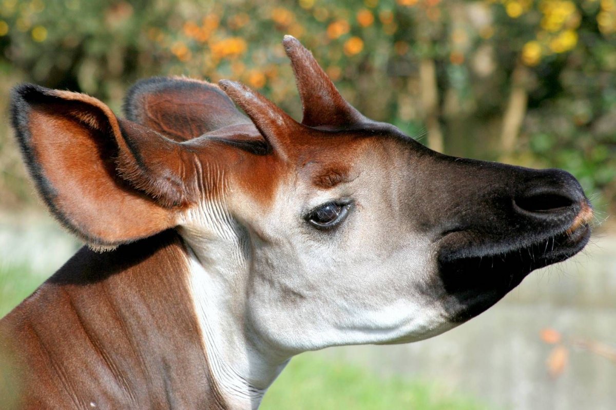 Окапи Лесной Жираф