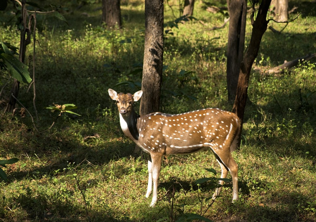 Звери в зоопарке