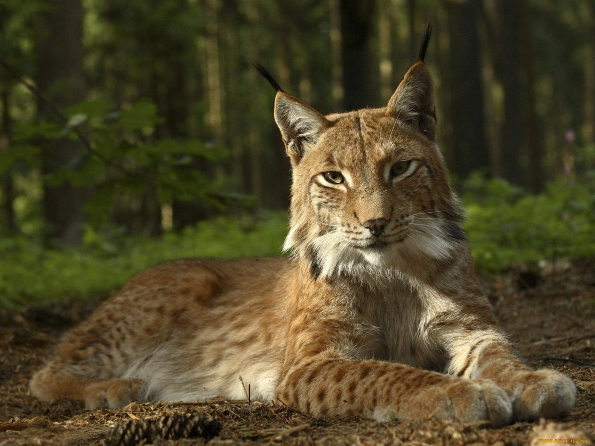 Рысь Уссурийской тайги