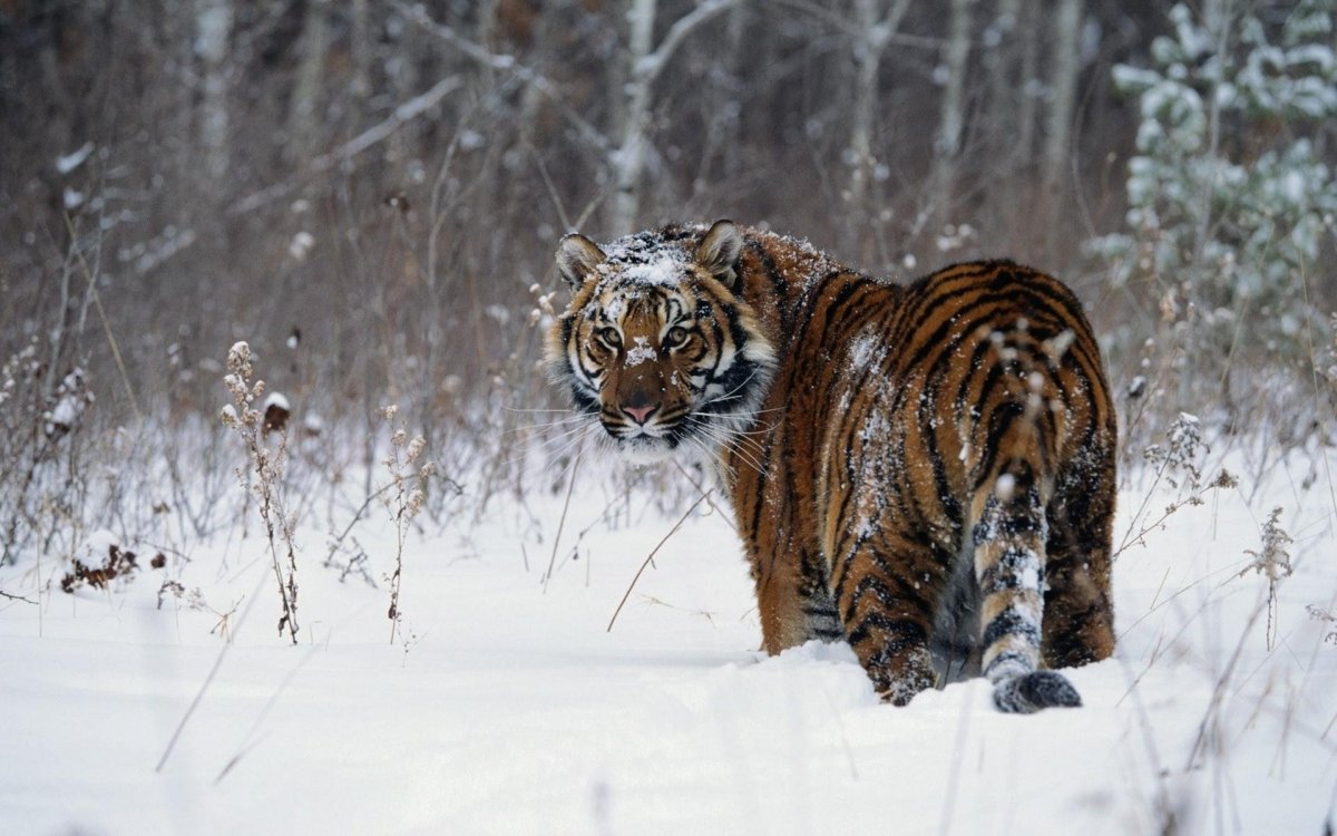 Амурский тигр Panthera Tigris altaica