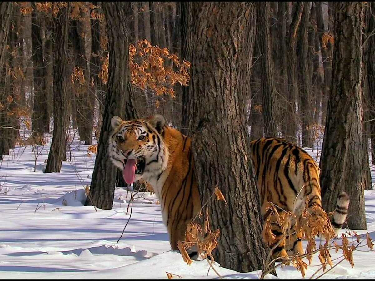 Дикая природа дальнего Востока