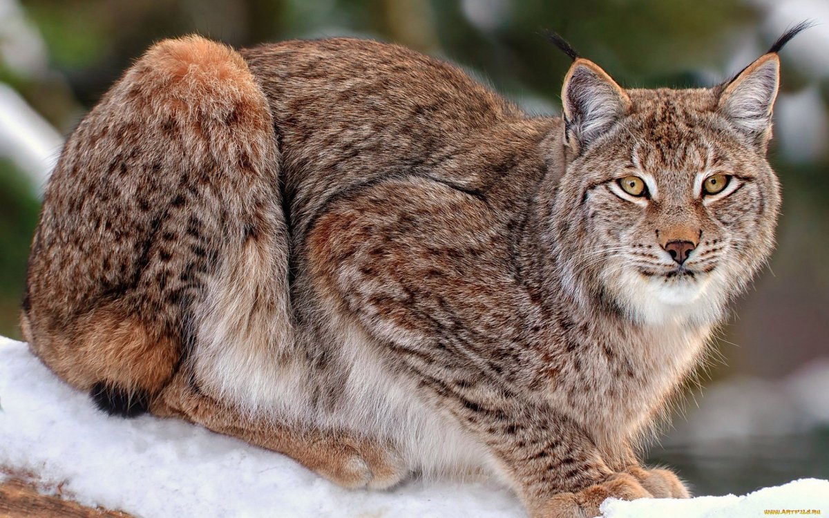 Сибирская Рысь кошка