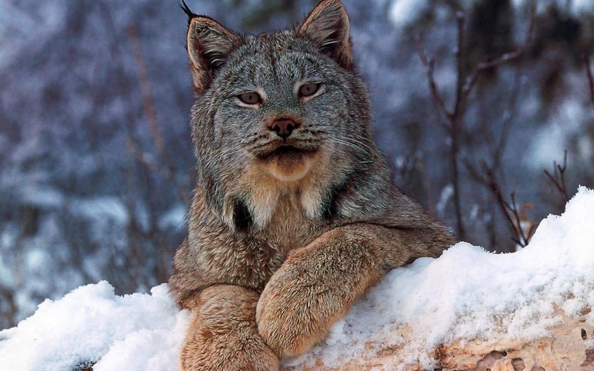 Канадская Рысь